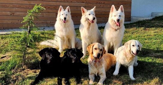 csr-projekt-slovakia-2024