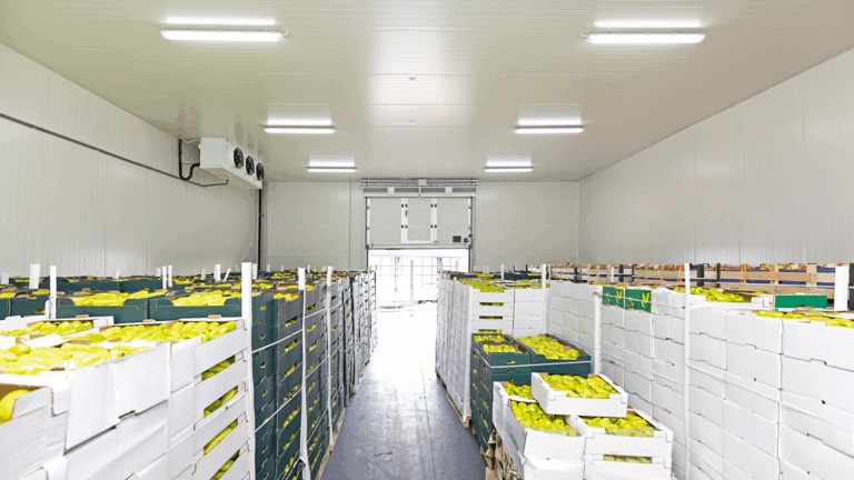 Cold Storage Containing Vegetables